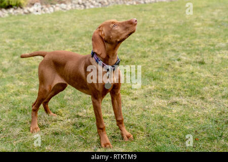 Issaquah, Washington, USA. Cinq mois Vizsla devint puppy 'Pepper' debout dans sa cour, à la recherche jusqu'à son propriétaire. Banque D'Images