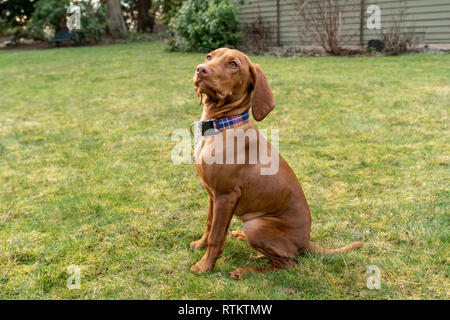 Issaquah, Washington, USA. Cinq mois Vizsla devint puppy 'Pepper' assis dans sa cour, à intensément sa propriétaire. Banque D'Images