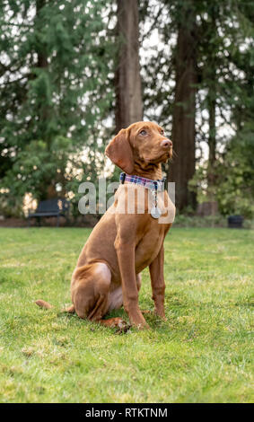 Issaquah, Washington, USA. Cinq mois Vizsla devint puppy 'Pepper' assis dans sa cour, à intensément sa propriétaire. Banque D'Images