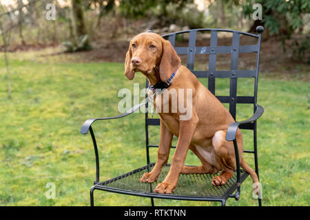 Issaquah, Washington, USA. Cinq mois Vizsla devint puppy 'Pepper' assis dans une chaise de patio en métal dans sa cour. Banque D'Images