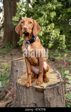 Issaquah, Washington, USA. Cinq mois Vizsla devint puppy 'Pepper' assis dans sa cour au sommet d'une souche d'arbre. Banque D'Images