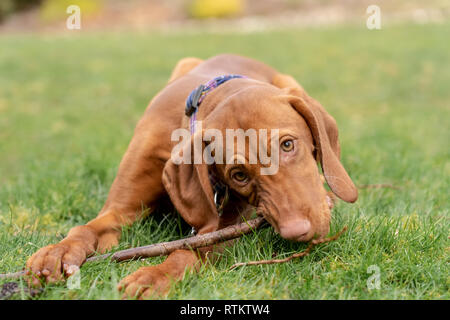 Issaquah, Washington, USA. Close-up of a cinq mois Vizsla devint puppy 'Pepper' à mâcher sur un bâton allongé dans l'herbe. Banque D'Images