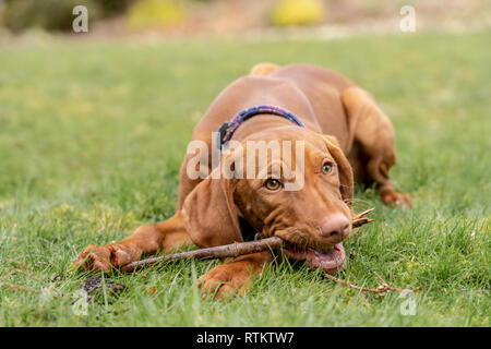 Issaquah, Washington, USA. Close-up of a cinq mois Vizsla devint puppy 'Pepper' à mâcher sur un bâton allongé dans l'herbe. Banque D'Images