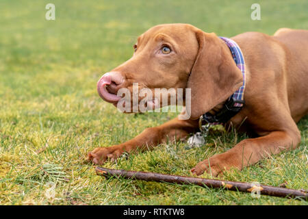 Issaquah, Washington, USA. Cinq mois Vizsla devint puppy 'Pepper' allongé dans l'herbe avec son bâton, l'espoir pour un autre traitement. Banque D'Images