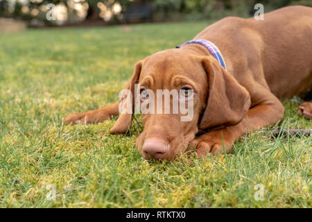 Issaquah, Washington, USA. Cinq mois Vizsla devint puppy 'Pepper' allongé dans l'herbe, à la coupable ? Banque D'Images