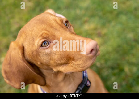 Issaquah, Washington, USA. Gros plan de la tête d'un chiot de cinq mois Vizsla devint 'Pepper'. Banque D'Images