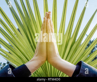 Poser les mains posées (anjali mudra), les paumes appuyant sur ensemble au chakra couronne sur un ventilateur palmier contexte : concept de namaste Banque D'Images
