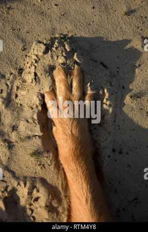 Chien pied sur le sable. Empreinte de chien. Banque D'Images