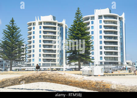 TAURANGA NOUVELLE ZÉLANDE - Le 14 février 2019 ; Black Oyster-catcher est un journal sur pattes en face de Oceanside Twin Tower apartment buildings Banque D'Images