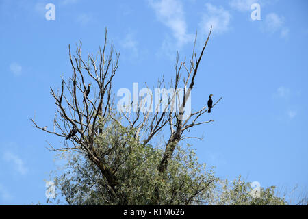 Grands cormorans sur des arbres. Le Delta du Danube, en Roumanie. Banque D'Images