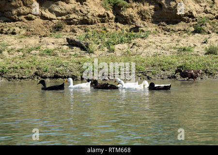 Oies (Anser domesticus) swimming in river. Canal du Delta du Danube, en Roumanie. Banque D'Images