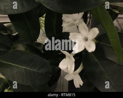 Pinceau fleurs stephanotis close-up. Fleurs blanches avec un revêtement cireux, comme des étoiles. Fleurs poussent à partir de l'aisselle des feuilles. Au centre de chaque fleur sont Banque D'Images