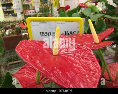 Anthurium rouge tropical flowes arrière-plan. Plusieurs fleurs d'Anthurium Spice shot. L'anthurium : le rouge en forme de cœur, fleur de l'anthurium est vraiment un Banque D'Images