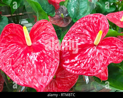 Anthurium rouge tropical flowes arrière-plan. Plusieurs fleurs d'Anthurium Spice shot. L'anthurium : le rouge en forme de cœur, fleur de l'anthurium est vraiment un Banque D'Images