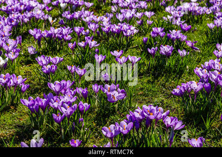 Crocus affichage à Lister Park, Bradford, Yorkshire, UK Banque D'Images