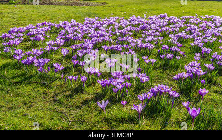 Crocus affichage à Lister Park, Bradford, Yorkshire, UK Banque D'Images