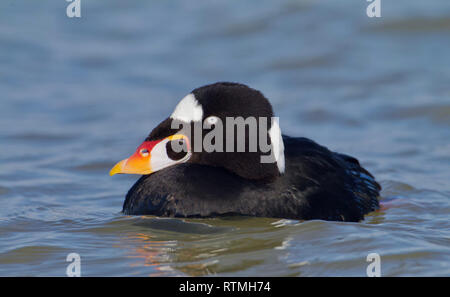 Macreuse - portrait qui présente ce projet de loi en couleur de canards de mer en plumage d'hiver Banque D'Images