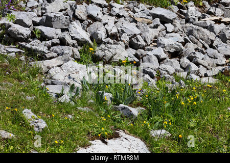 L'herbe, des fleurs sauvages et des pierres, Alpes Suisses dans l'été, Suisse Banque D'Images