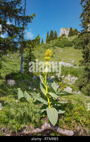 Grande Gentiane jaune, Gentiana lutea, dans les Alpes Suisses, Suisse Banque D'Images