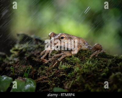 Grenouille dans la pluie sur log Banque D'Images