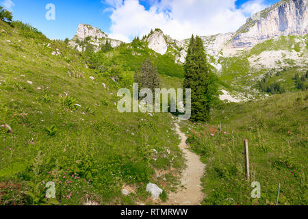 Marche à travers une prairie de fleurs à l'Eggstock, Alpes Suisses Banque D'Images