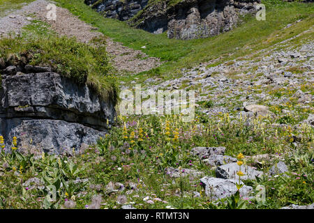 Fleurs sauvages sur prairie et pierres, Alpes Suisses Banque D'Images