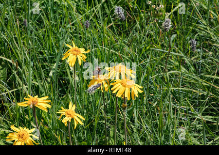 Tournesols jaunes et papillon sur la prairie dans les Alpes Suisses, Suisse Banque D'Images