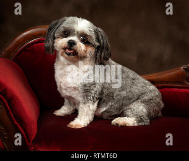 D'un coup horizontal Shih Tzu chien assis sur un canapé. Banque D'Images