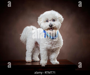 D'un coup horizontal blanc duveteux Bichon Frise chien avec un fond brun. Banque D'Images