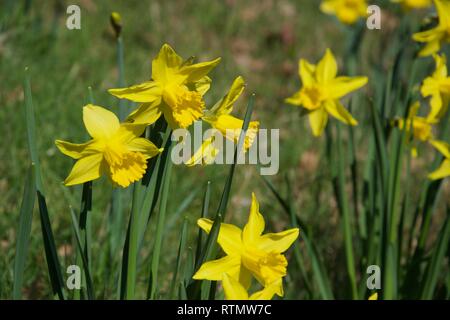 Plusieurs tiges de fleurs de jonquilles sur une banque d'herbe à l'extérieur à la lumière du soleil. Pétales jaune vif et trompettes dans une mise au point, avec d'autres jonquilles Banque D'Images