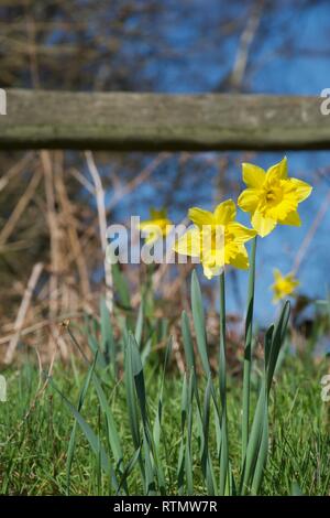 Plusieurs tiges de fleurs de jonquilles sur une banque d'herbe à l'extérieur à la lumière du soleil. Pétales jaune vif et trompettes en forte concentration, avec ciel bleu Banque D'Images