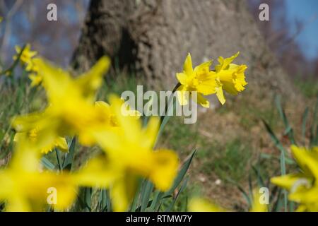 Plusieurs tiges de fleurs de jonquilles sur une banque d'herbe à l'extérieur à la lumière du soleil. Pétales jaune vif et trompettes dans une mise au point, avec d'autres jonquilles Banque D'Images