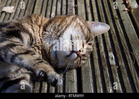 Un bar d'intérieur marron animal femelle cat rolls sur decking en bois dans un espace extérieur, ses dents visibles et les yeux clos, s'étirant son paw Banque D'Images