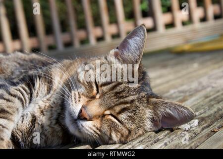 Gros plan sur la tête d'un petit animal femelle rayé brun cat. Elle se repose, allongé au soleil sur la terrasse extérieure en bois avec un jardin clôture Banque D'Images