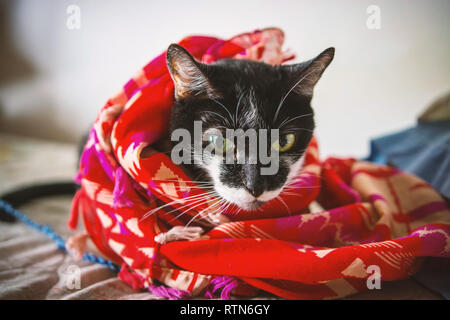 Cute chat couché au lit avec un voile Banque D'Images