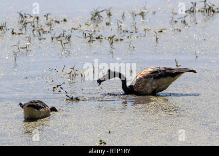 L'alimentation des oies Magpie at Fogg Dam, Territoire du Nord, Australie Banque D'Images