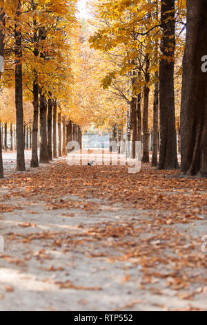 L'Automne à Paris. Jardin des Tuileries. Vue panoramique sur le parc de l'automne avec les feuilles mortes Banque D'Images