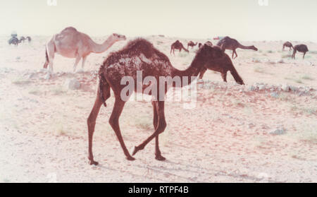 Un troupeau de chameaux paissent sur la route d'Quarrayah Beach, près de Abqaiq, l'Arabie Saoudite. Banque D'Images