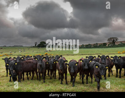 Whitegate, Cork, Irlande. 13 mai, 2017.Un troupeau de jeune veau's sur les terres agricoles à Whitegate Co. Cork, Irlande Banque D'Images