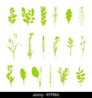 Plantes vertes ensemble silhouette vecteur isolé sur fond blanc Illustration de Vecteur