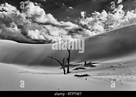 Les troncs des arbres sans vie séché qui sort du sable contre l'immense dune de sable chaud en contraste gris ciel sur une journée ensoleillée dans Australian Stockton b Banque D'Images