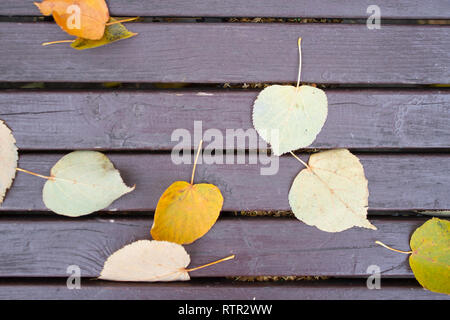 Banc avec les feuilles tombées en automne park Banque D'Images