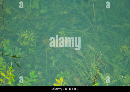 Les plantes dans un marais. green close up Banque D'Images