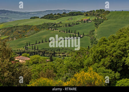 La Foce - route bordée de cyprès dans le Val d'Orcia. Paysage pittoresque dans les collines du Val d'Orcia de cyprès et de champs de blé, Toscane, Italie Banque D'Images