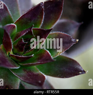 Close up of Common houseleek Banque D'Images