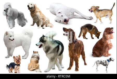 Différents types de chiens de races isolated on white Banque D'Images