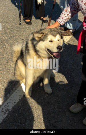 Femme de flatter un chien husky, Finnmark Scandinavie Europe Banque D'Images