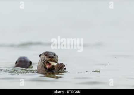 Close up de loutre enduit lisse de manger des poissons fraîchement pêchés dans la mer Banque D'Images