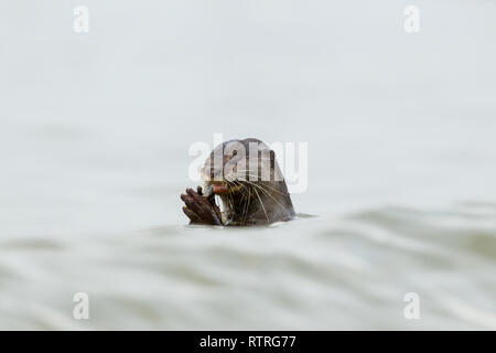 Close up de loutre enduit lisse de manger des poissons fraîchement pêchés dans la mer Banque D'Images