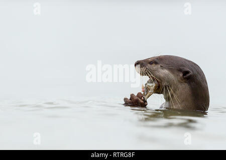 Close up de loutre enduit lisse de manger des poissons fraîchement pêchés dans la mer Banque D'Images